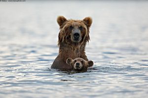 Мечешки неволи